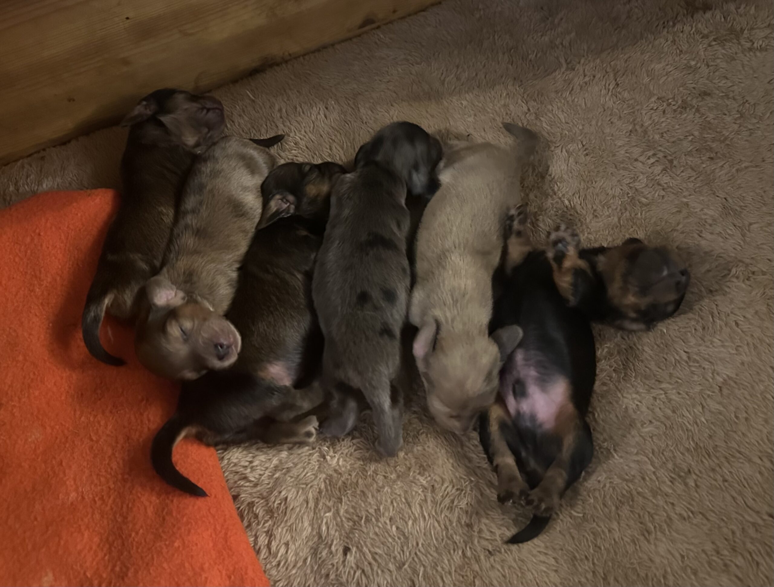 Seskas kull 2 Seskas kull 2