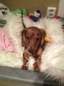 Trixie 3