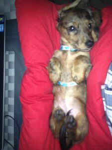 Trixie 6