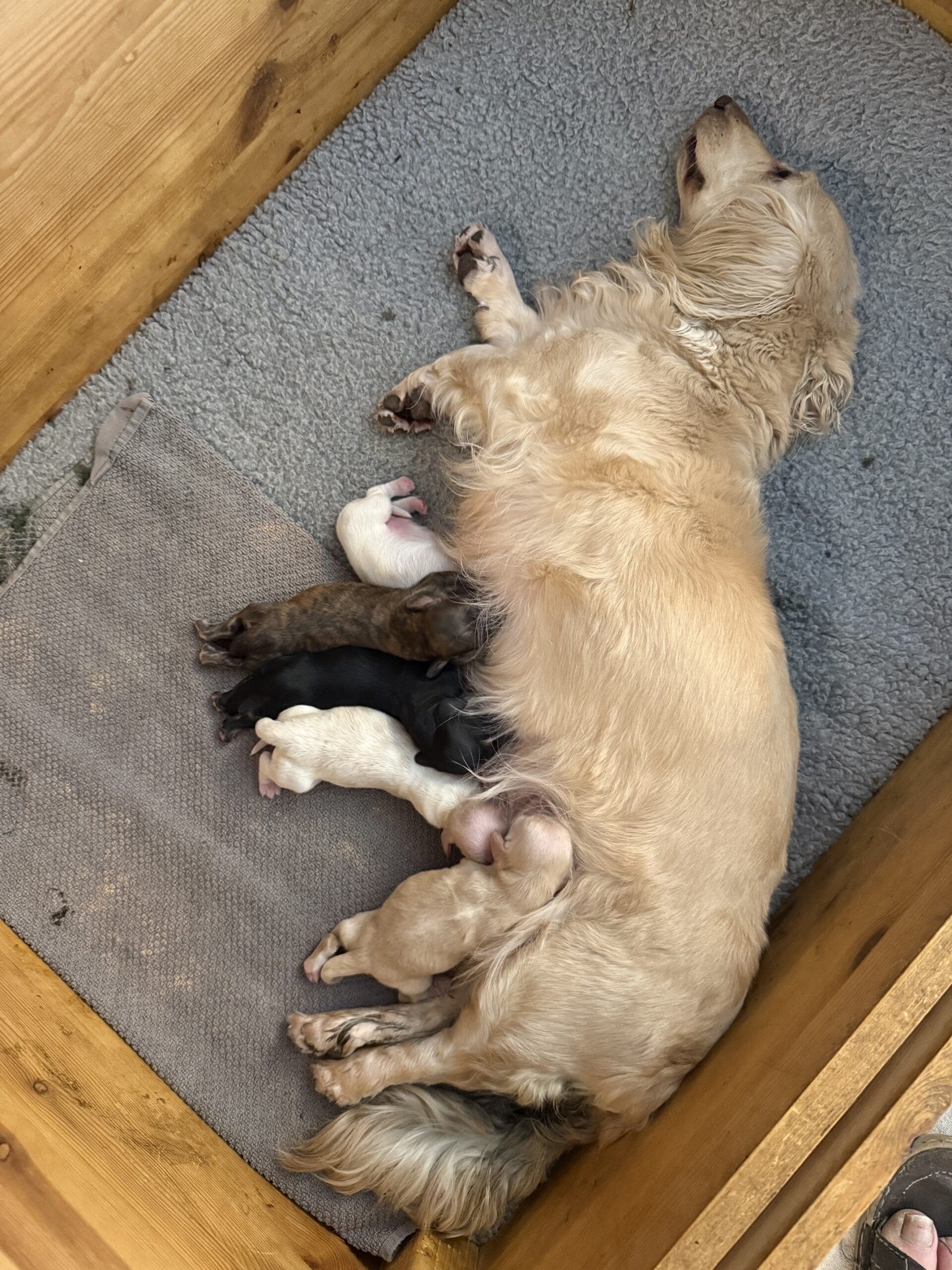 Ellies kull 4 Ellies kull 4