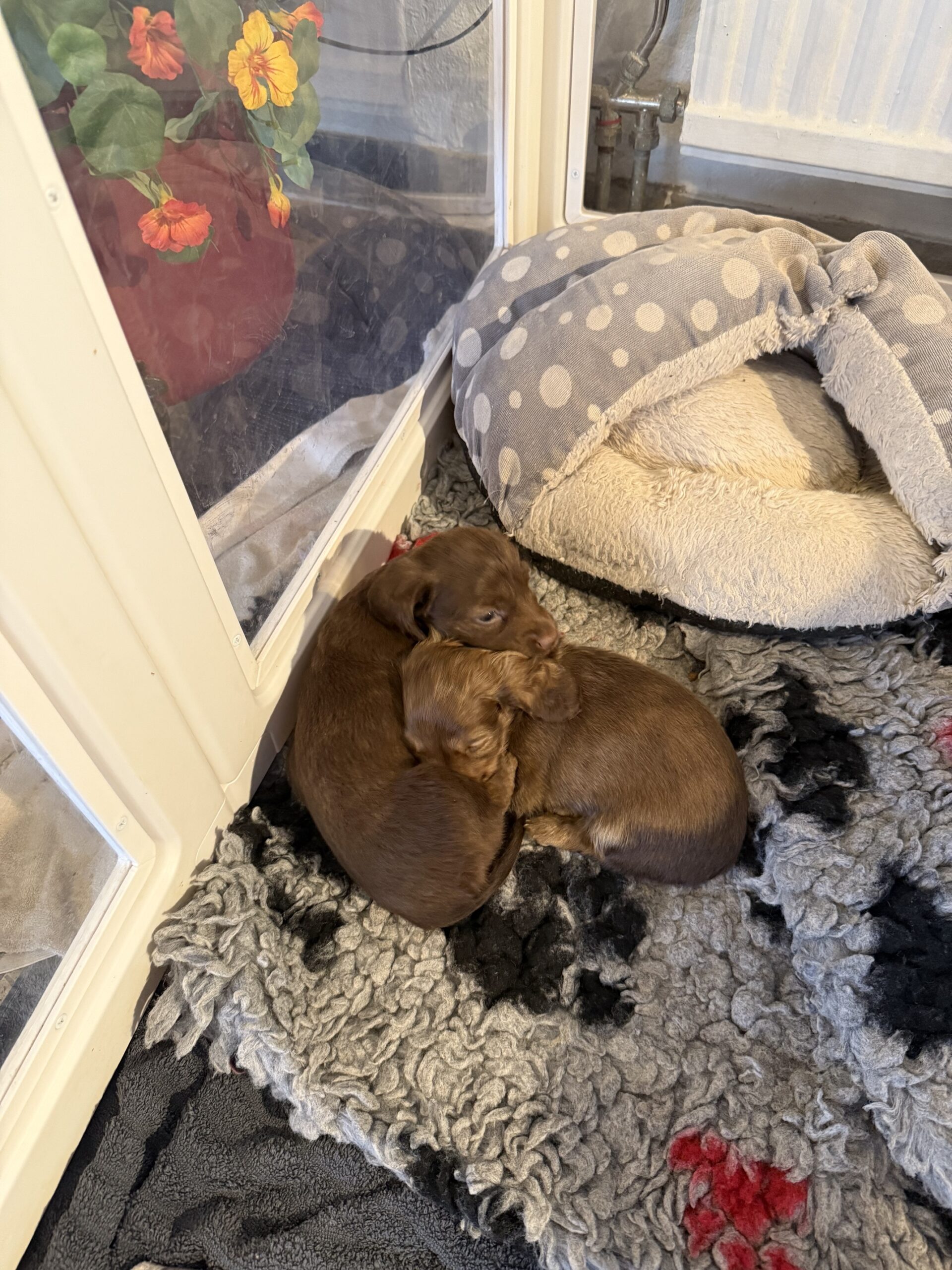 Lisen och Lotten Lisen och Lotten