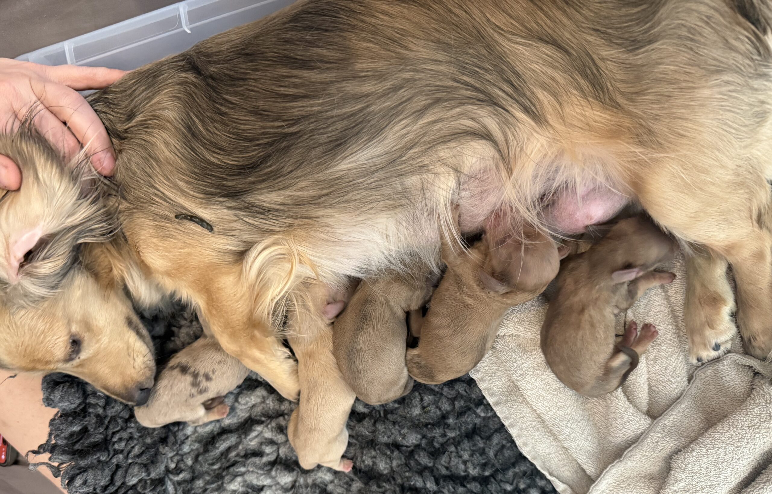 Raya kull 1 Raya kull 1