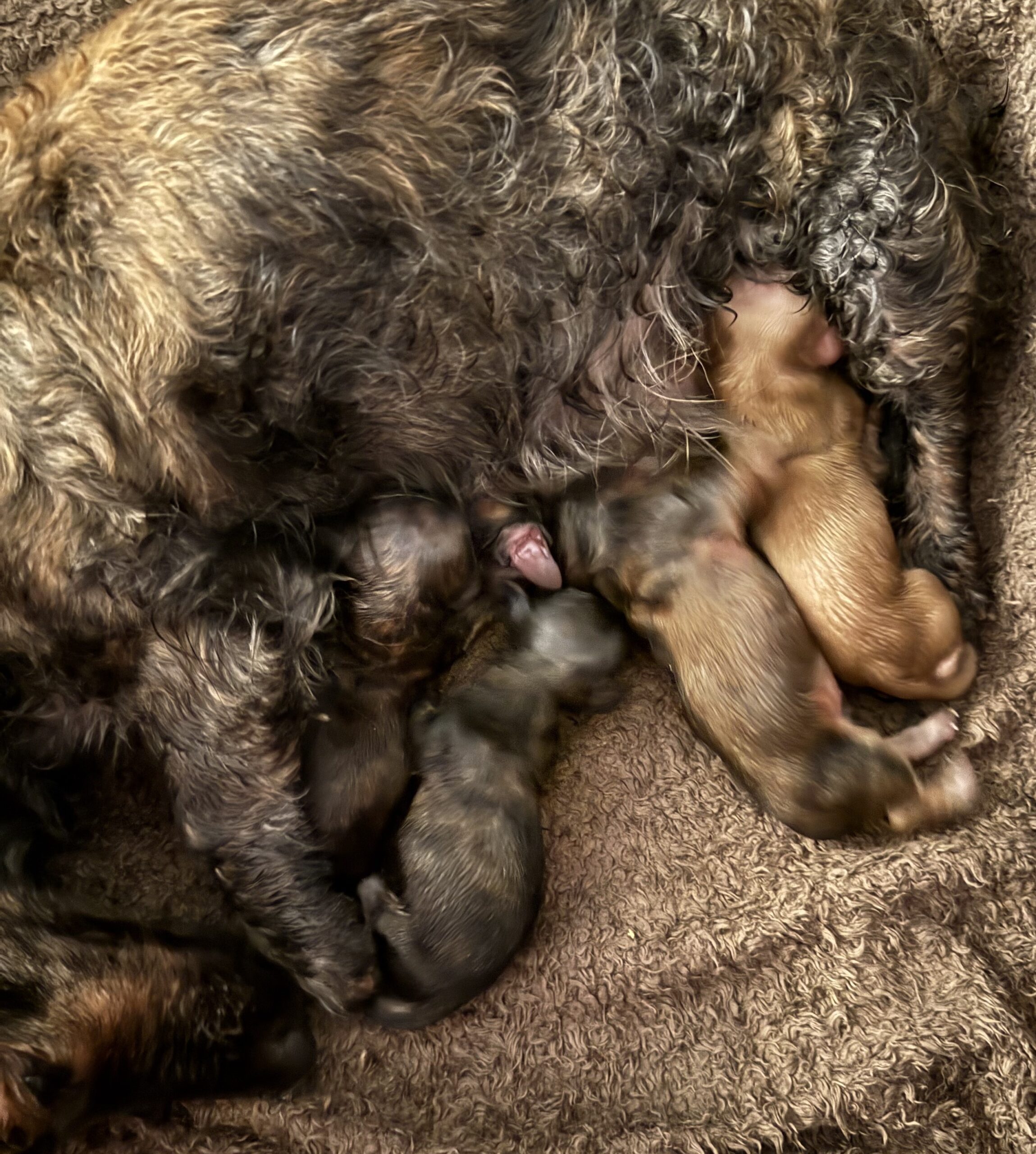 Roxy kull 1 Roxy kull 1